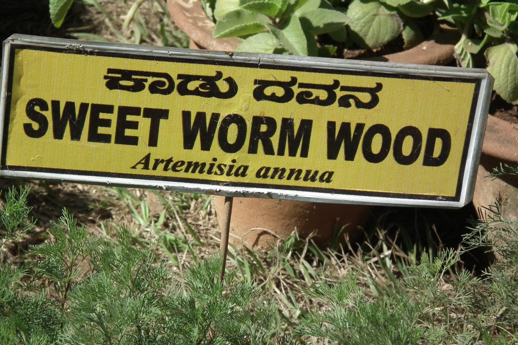 Sweet_worm_wood_(Artemisia_annua)_from_lalbagh_2279