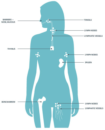 immune_system