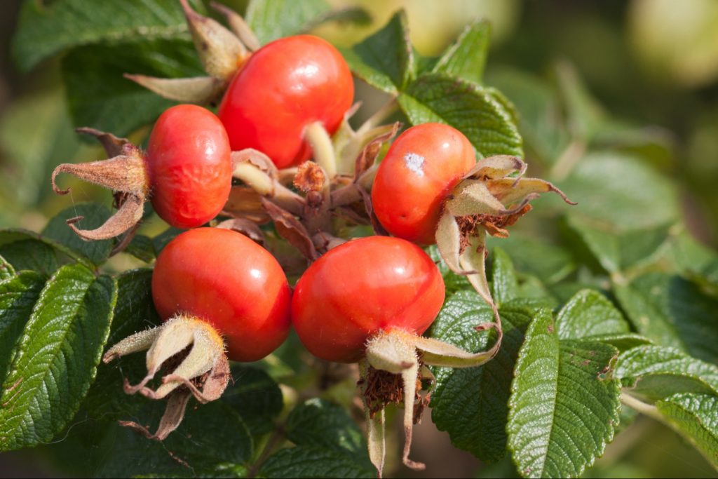 rose-hips-macro