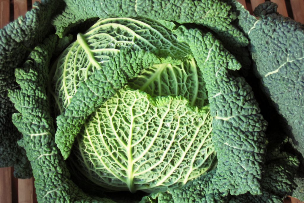 savoy cabbage