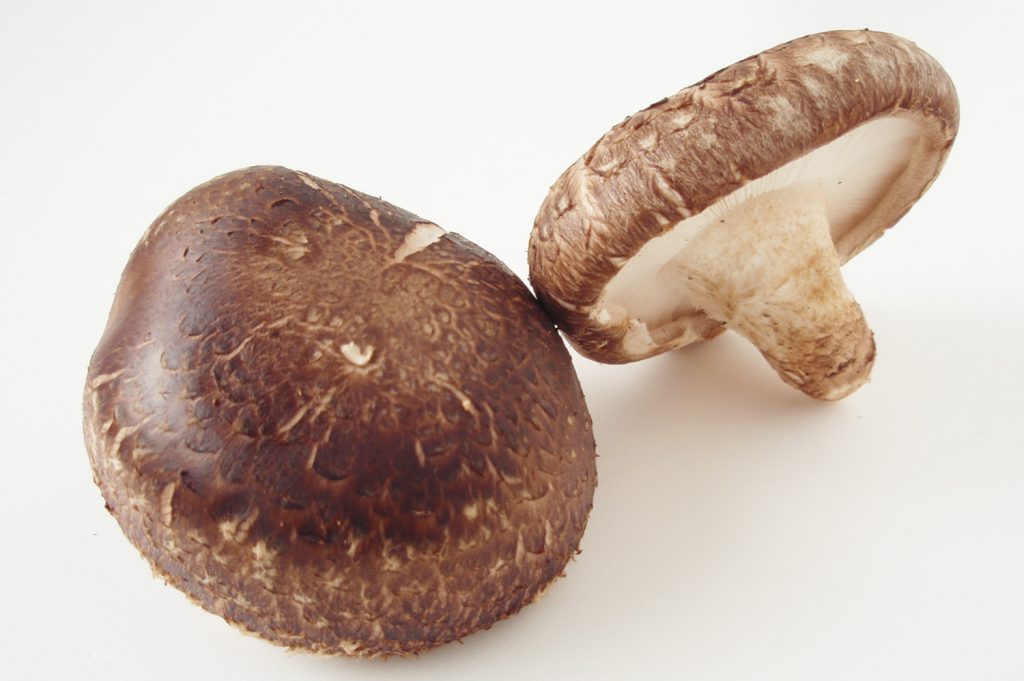 shitake