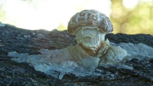 First Shiitake, Sept 14, 2015_0