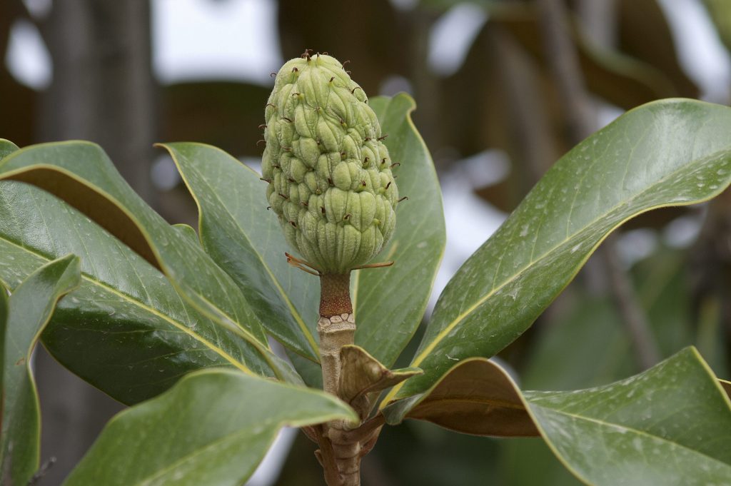 Magnolia-grandiflora-fruto