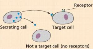 cells