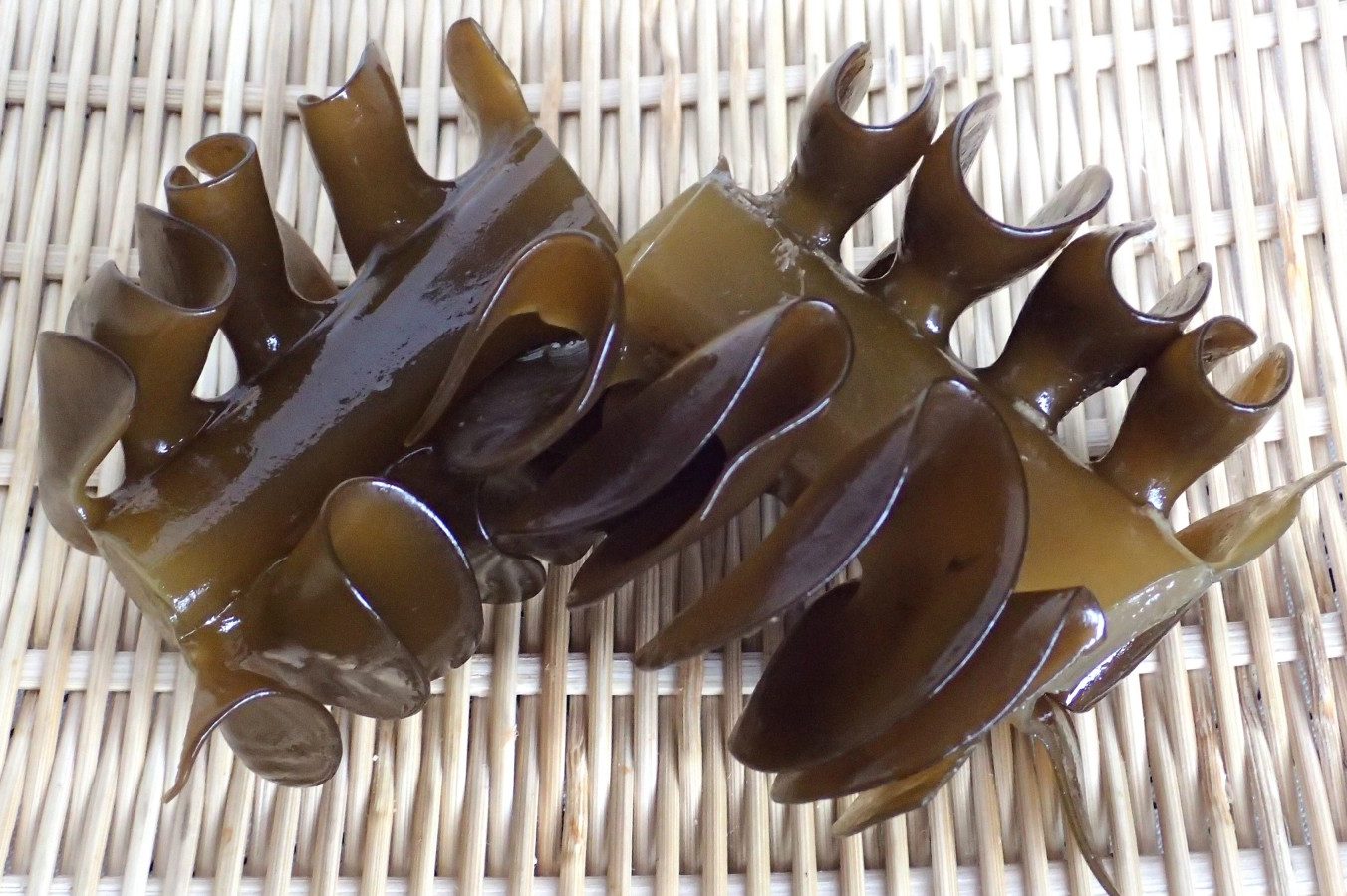 Mekabu Seaweed Inhibits Breast Cancer | The Healthy Breast Program