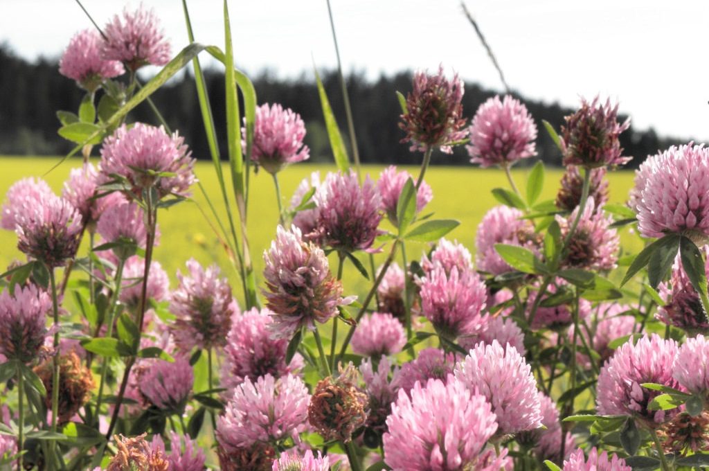 Red Clover and Breast Cancer The Healthy Breast Program